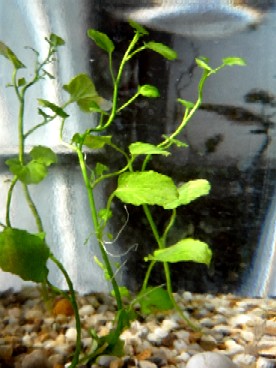 cardamine lyrata